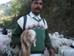 Goats on way to Dharamsala