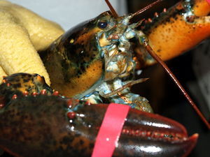 Lobster attack!