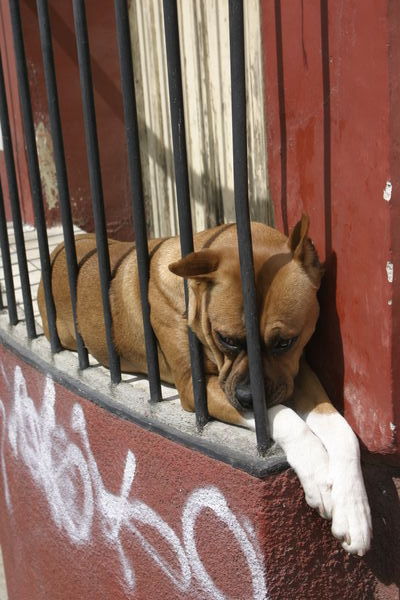 Oaxaca 'dog kennel'