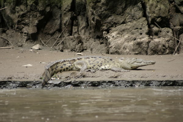 Sumidero Canyon Croc