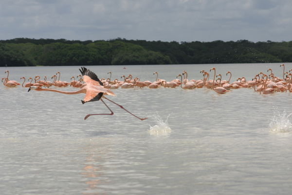 Flamingo 'take-off'