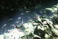 Cenote sharks