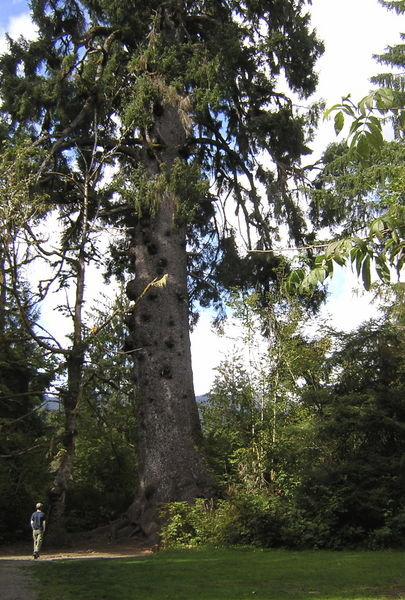 World's largest Sitka Spruce