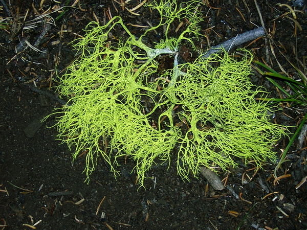 Groovy Green Lichen