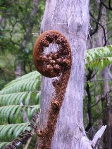 maori fern symbol
