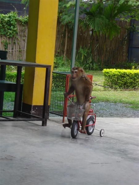 Monkey Bike