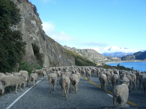 Lamb crossing