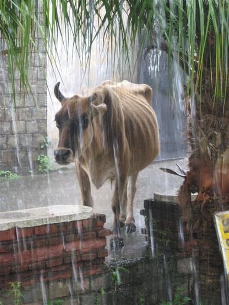 Cow In Rain