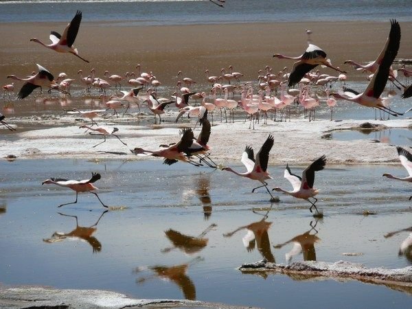 Flight of the flamingos