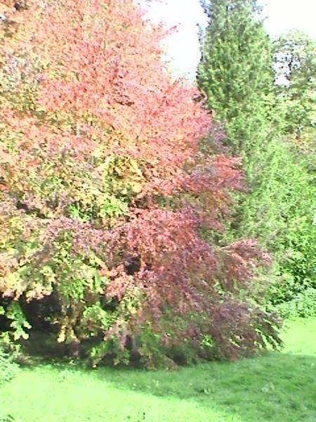 The  Arboretum in colours