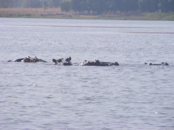 Hippos swimming this time..