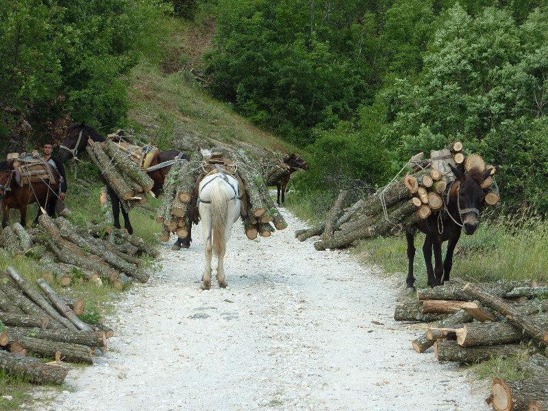Gypsies using donkeys and horses