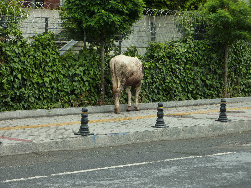 Cow on the run in a turkish suburb