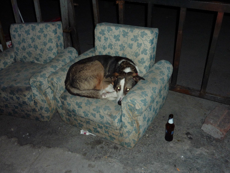 A drunken dog