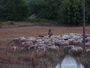 The shepherd coming back to see me at 0530
