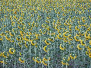 Sunflowers on show