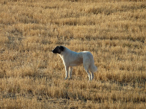 Turkish Kangal dogs ready to protect their flocks of sheep