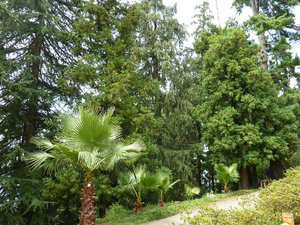 Batumi Botanical Gardens