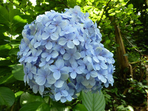 Batumi Botanical Gardens