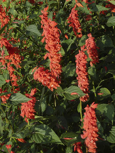 Batumi Botanical Gardens