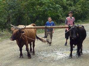 Traditional farming methods