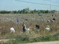 Working in the cotton fields