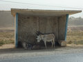 Donkeys waiting for the bus