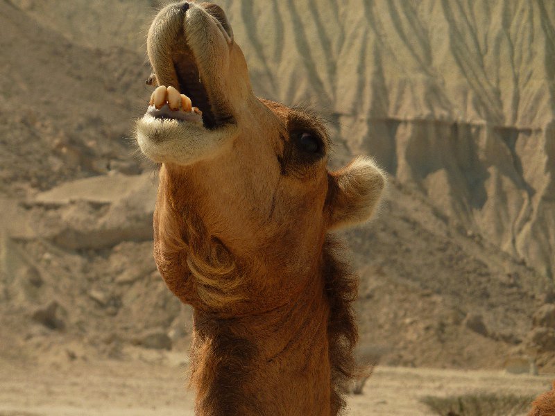 Iranian Camel