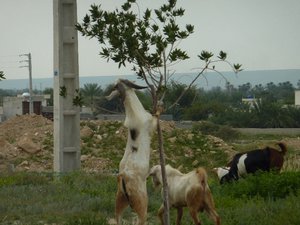 Goats by the roadside