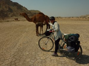 Noushin meeting the local camels