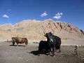 Yaks on the Pamir Highway