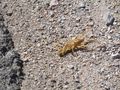 A huge spider we saw crossing the road