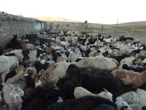 Shepherd's flock