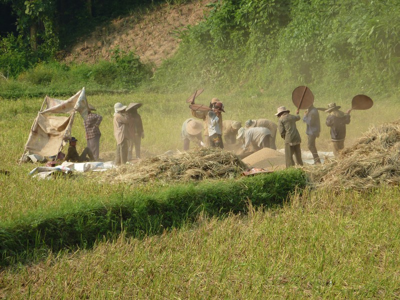 Farmers working in the Paddy fields
