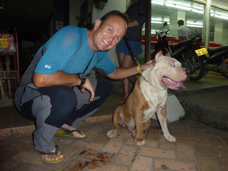 American Bulldog in Vientiane