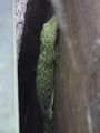 Gecko hiding behind a wooden door in restaurant