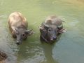 More water buffalo