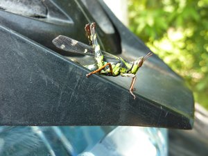 Grasshopper on my Bike helmet