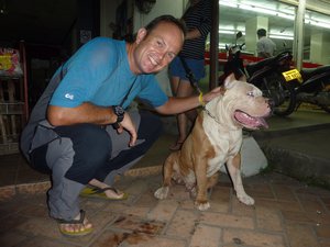 American Bulldog in Vientiane