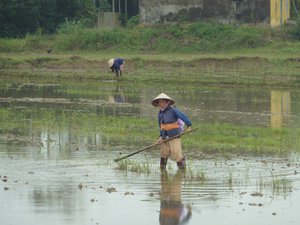 Farm workers in the Paddy Fields