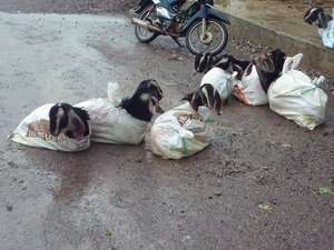 Goats in plastic bags
