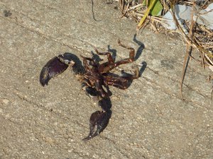 Dead scorpion outside Tesco Superstore