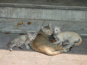 Stray cats in Bangkok city