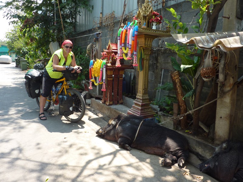Wild Boar kept as pets in Bangkok