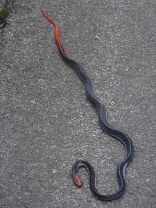 Poisonous snake
