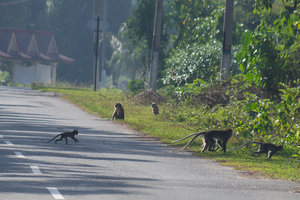 Wild Monkeys roaming the streets