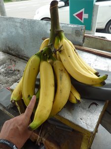 Biggest bananas on earth