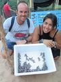 Baby Turtles ready for release