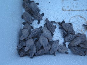 Baby turtles ready for release