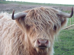 Gavin's Scottish Breed cow